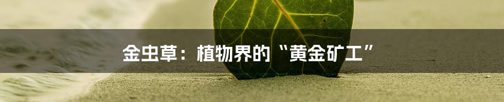 金虫草:植物界的“黄金矿工”