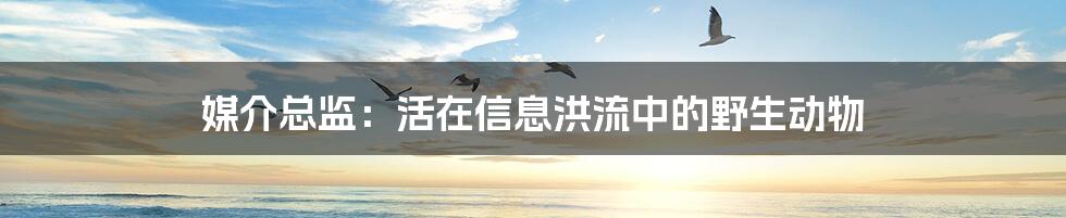 媒介总监:活在信息洪流中的野生动物