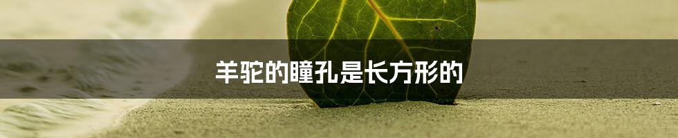 羊驼的瞳孔是长方形的