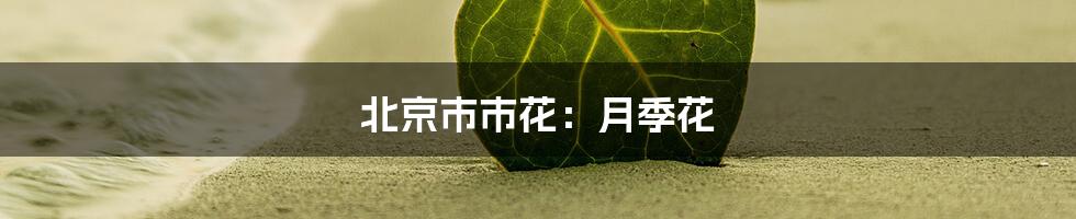 北京市市花:月季花