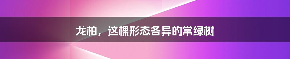 龙柏,这棵形态各异的常绿树
