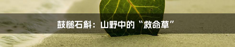 鼓槌石斛:山野中的“救命草”