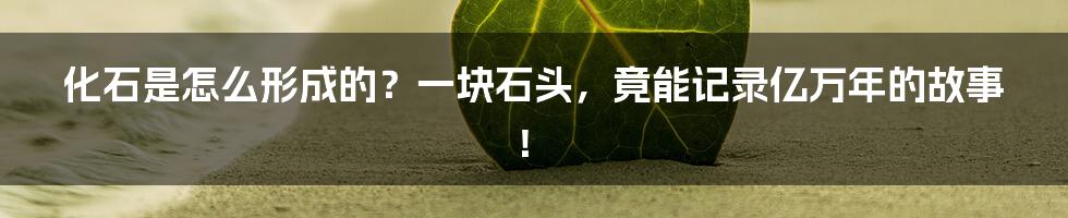 化石是怎么形成的?一块石头,竟能记录亿万年的故事!