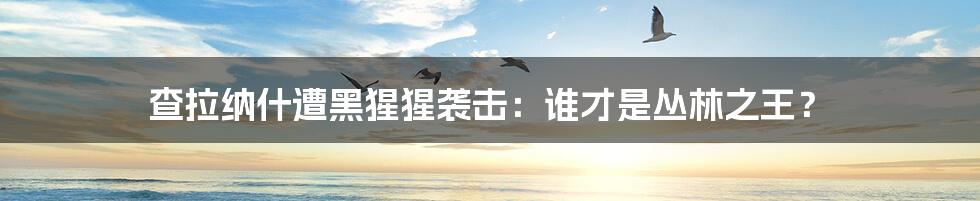 查拉纳什遭黑猩猩袭击:谁才是丛林之王?