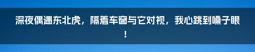 深夜偶遇东北虎,隔着车窗与它对视,我心跳到嗓子眼!