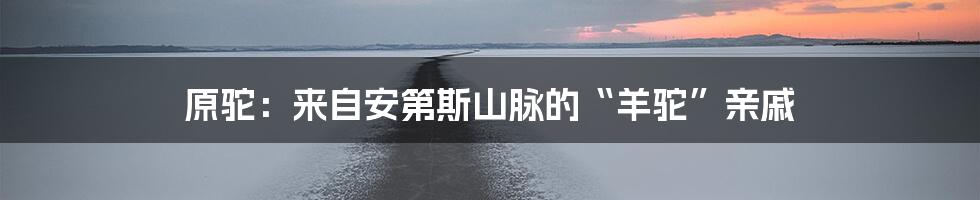 原驼：来自安第斯山脉的“羊驼”亲戚