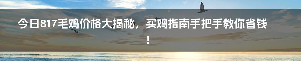 今日817毛鸡价格大揭秘,买鸡指南手把手教你省钱!