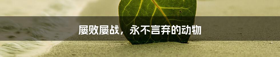 屡败屡战,永不言弃的动物