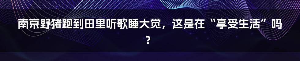 南京野猪跑到田里听歌睡大觉,这是在“享受生活”吗?