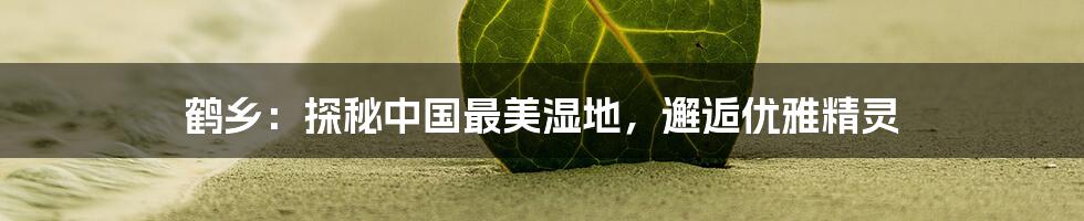 鹤乡:探秘中国最美湿地,邂逅优雅精灵