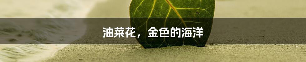 油菜花，金色的海洋