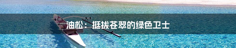 油松:挺拔苍翠的绿色卫士