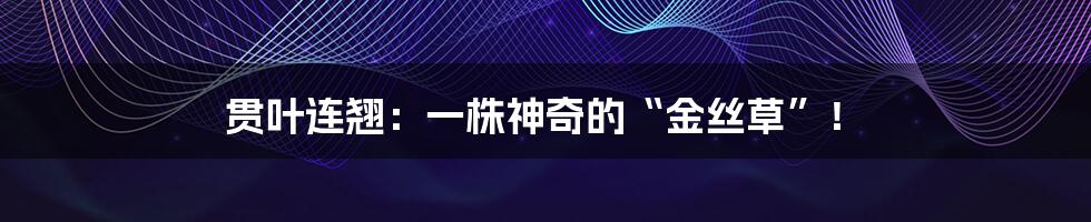 贯叶连翘:一株神奇的“金丝草”!