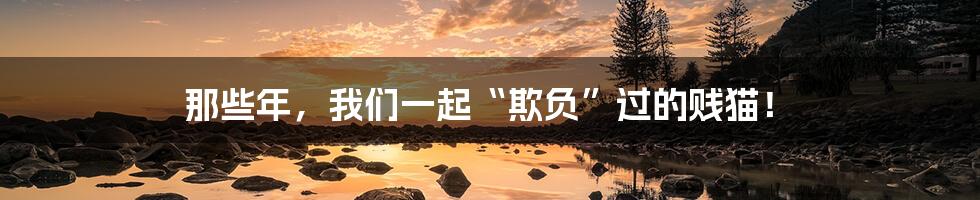 那些年,我们一起“欺负”过的贱猫!