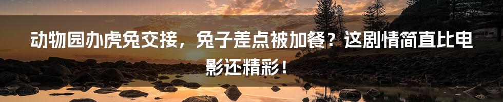 动物园办虎兔交接,兔子差点被加餐?这剧情简直比电影还精彩!