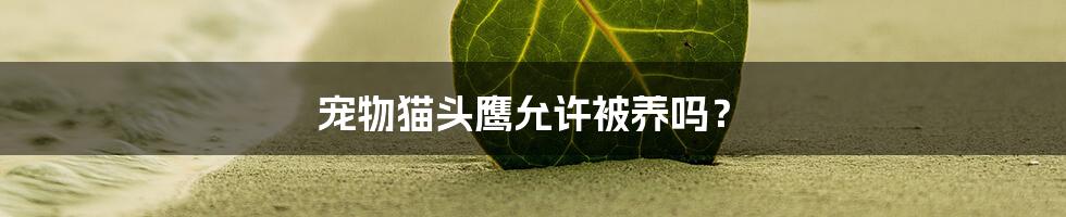 宠物猫头鹰允许被养吗?