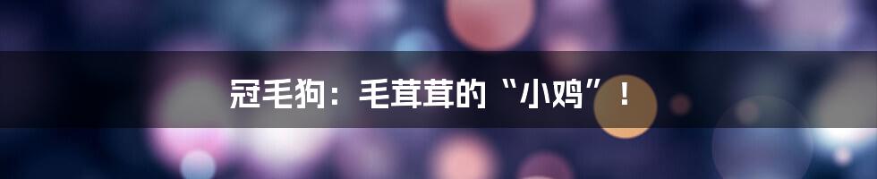 冠毛狗:毛茸茸的“小鸡”!