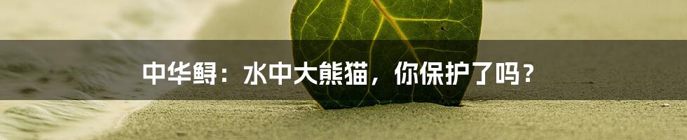 中华鲟:水中大熊猫,你保护了吗?