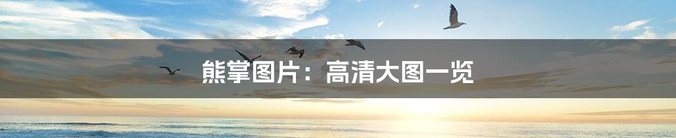 熊掌图片：高清大图一览