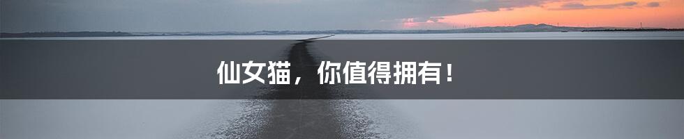 仙女猫,你值得拥有!