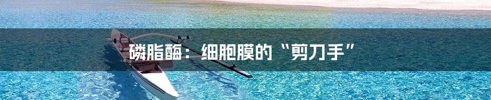 磷脂酶:细胞膜的“剪刀手”