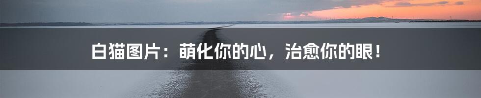 白猫图片:萌化你的心,治愈你的眼!