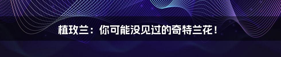 植玫兰:你可能没见过的奇特兰花!