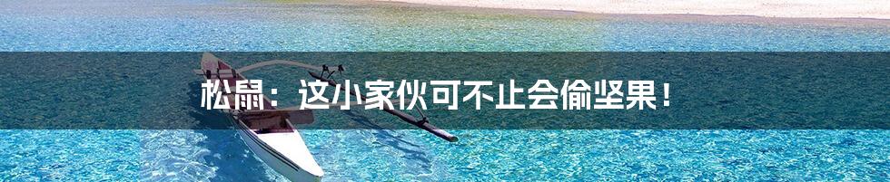 松鼠:这小家伙可不止会偷坚果!