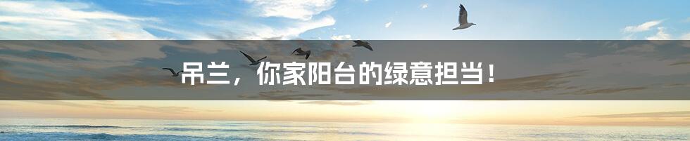 吊兰,你家阳台的绿意担当!