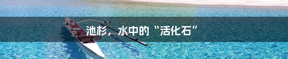 池杉,水中的“活化石”