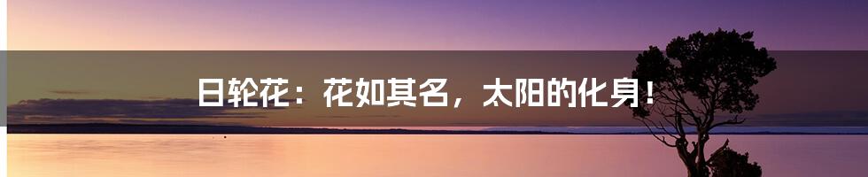 日轮花:花如其名,太阳的化身!