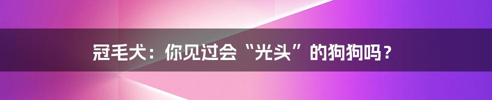 冠毛犬：你见过会“光头”的狗狗吗？