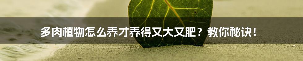 多肉植物怎么养才养得又大又肥?教你秘诀!