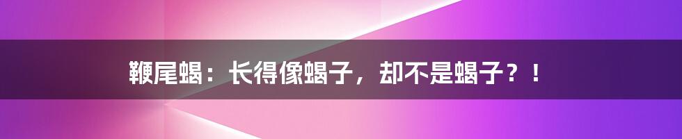 鞭尾蝎:长得像蝎子,却不是蝎子?!
