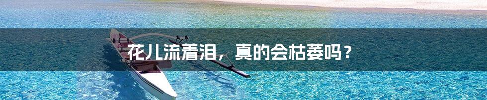 花儿流着泪,真的会枯萎吗?