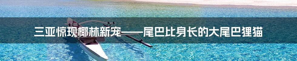 三亚惊现椰林新宠——尾巴比身长的大尾巴狸猫