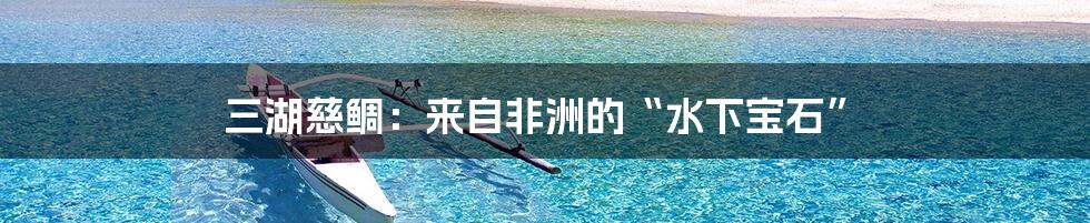 三湖慈鲷:来自非洲的“水下宝石”