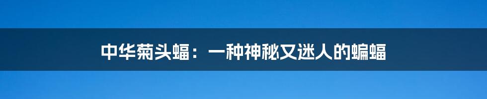 中华菊头蝠:一种神秘又迷人的蝙蝠