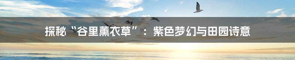 探秘“谷里薰衣草”:紫色梦幻与田园诗意