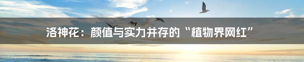 洛神花:颜值与实力并存的“植物界网红”