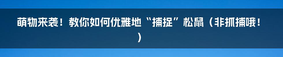 萌物来袭!教你如何优雅地“捕捉”松鼠(非抓捕哦!)