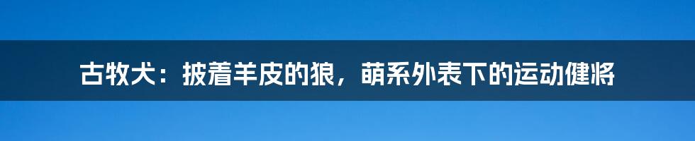 古牧犬:披着羊皮的狼,萌系外表下的运动健将