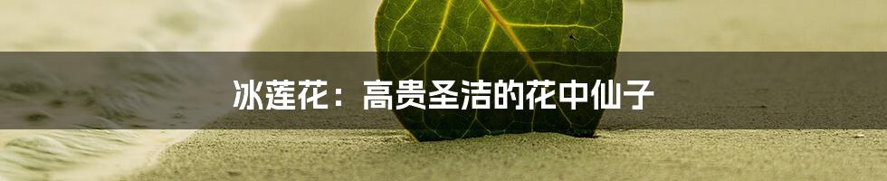 冰莲花：高贵圣洁的花中仙子