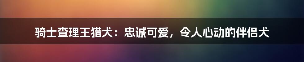 骑士查理王猎犬:忠诚可爱,令人心动的伴侣犬
