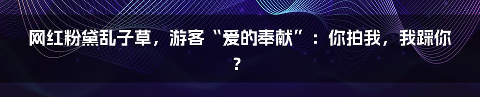 网红粉黛乱子草,游客“爱的奉献”:你拍我,我踩你?