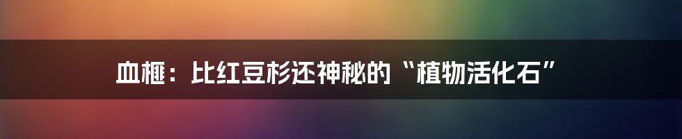 血榧:比红豆杉还神秘的“植物活化石”