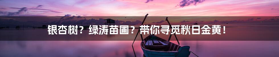 银杏树？绿涛苗圃？带你寻觅秋日金黄！