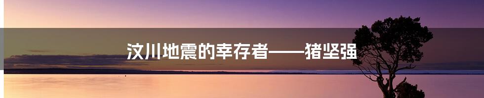 汶川地震的幸存者——猪坚强