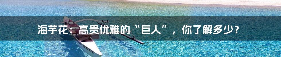 海芋花:高贵优雅的“巨人”,你了解多少?