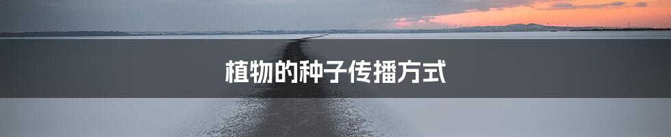 植物的种子传播方式